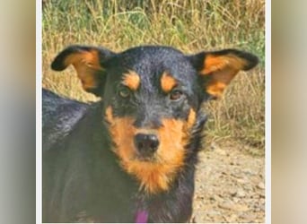 Joschi 43cm geb. 06/2024 Deutscher Jagdterrier Mischling