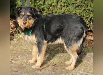 Joschi 43cm geb. 06/2024wartet in 38539 Müden/Aller