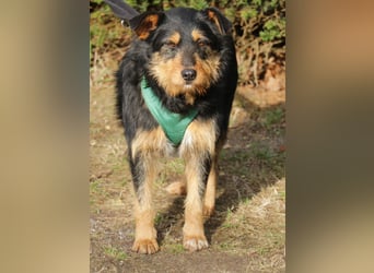 Joschi 43cm geb. 06/2024wartet in 38539 Müden/Aller