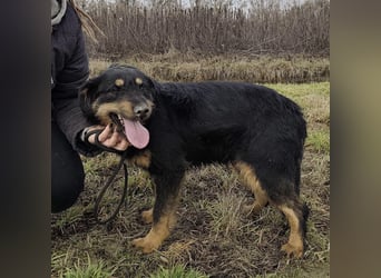 Terra eine sanfte Hündin