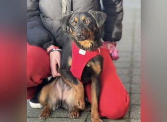 Rita eine lebensfrohe aktive Hündin