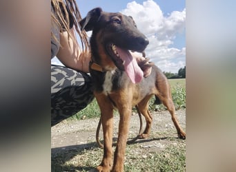 Dexter ein lebensfroher Rüde