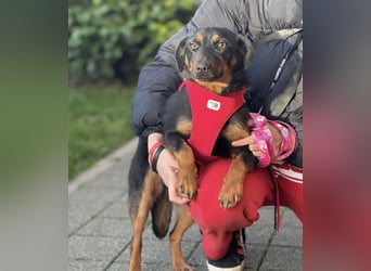 Rita eine lebensfrohe aktive Hündin