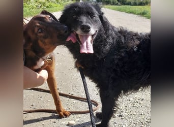 Dexter ein lebensfroher Rüde
