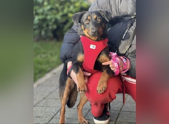 Rita eine lebensfrohe aktive Hündin