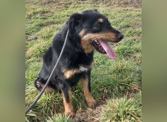 Terra eine sanfte Hündin