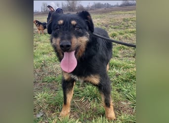 Terra eine sanfte Hündin