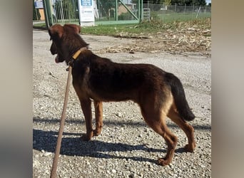 Dexter ein lebensfroher Rüde