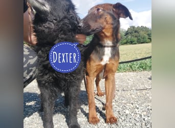 Dexter ein lebensfroher Rüde