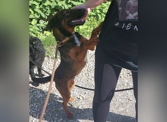 Dexter ein lebensfroher Rüde