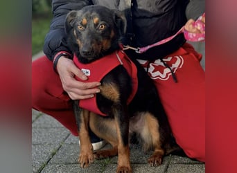 Rita eine lebensfrohe aktive Hündin