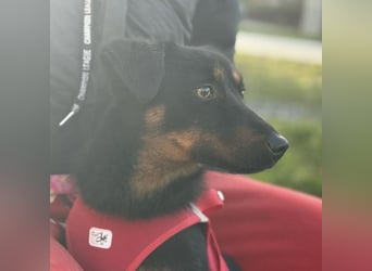 Rita eine lebensfrohe aktive Hündin