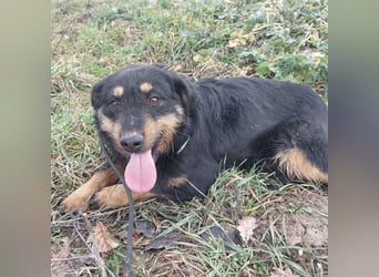 Terra eine sanfte Hündin