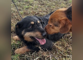 Terra eine sanfte Hündin