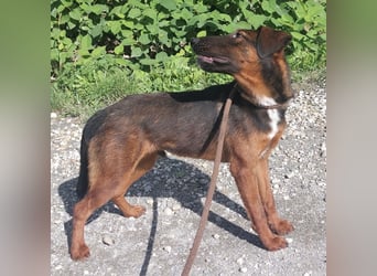 Dexter ein lebensfroher Rüde