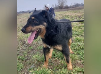 Terra eine sanfte Hündin