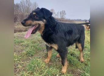 Terra eine sanfte Hündin