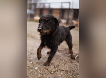 Dina ❤️ aktive, menschenbezogene Maus