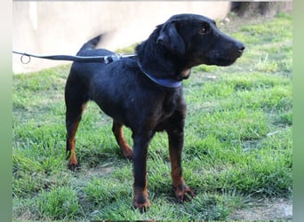 Jully ❤️ aktive, lebhafte+ gelehrige Jagdterrier Hündin!