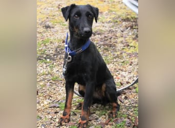 Jully ❤️ aktive, lebhafte+ gelehrige Jagdterrier Hündin!