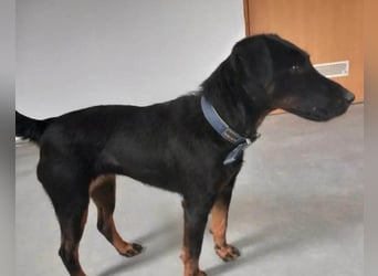 Jully ❤️ aktive, lebhafte+ gelehrige Jagdterrier Hündin!