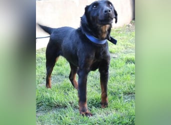 Jully ❤️ aktive, lebhafte+ gelehrige Jagdterrier Hündin!