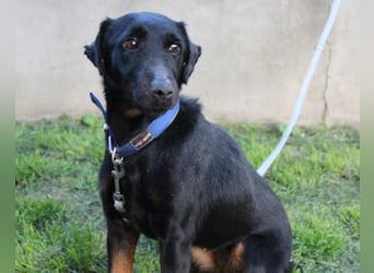 Jully ❤️ aktive, lebhafte+ gelehrige Jagdterrier Hündin!