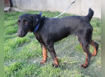 Jully ❤️ aktive, lebhafte+ gelehrige Jagdterrier Hündin!