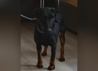 Jully ❤️ aktive, lebhafte+ gelehrige Jagdterrier Hündin!