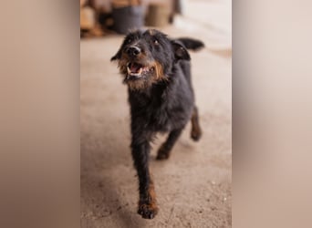 Dina ❤️ aktive, menschenbezogene Maus