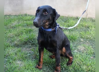 Jully ❤️ aktive, lebhafte+ gelehrige Jagdterrier Hündin!