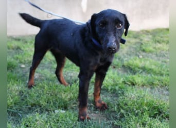 Jully ❤️ aktive, lebhafte+ gelehrige Jagdterrier Hündin!