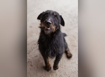 Dina ❤️ aktive, menschenbezogene Maus