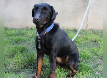 Jully ❤️ aktive, lebhafte+ gelehrige Jagdterrier Hündin!