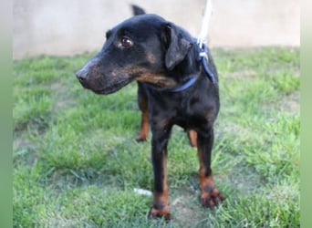 Jully ❤️ aktive, lebhafte+ gelehrige Jagdterrier Hündin!