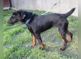 Jully ❤️ aktive, lebhafte+ gelehrige Jagdterrier Hündin!