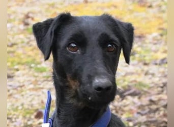 Jully ❤️ aktive, lebhafte+ gelehrige Jagdterrier Hündin!