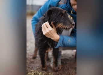 Dina ❤️ aktive, menschenbezogene Maus