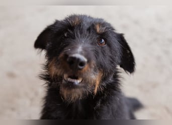 Dina ❤️ aktive, menschenbezogene Maus