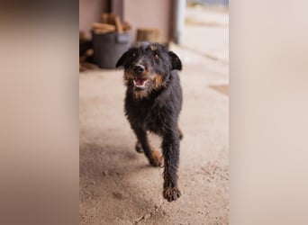 Dina ❤️ aktive, menschenbezogene Maus