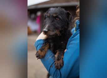 Dina ❤️ aktive, menschenbezogene Maus