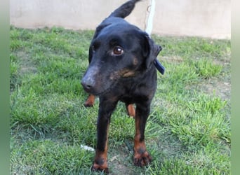 Jully ❤️ aktive, lebhafte+ gelehrige Jagdterrier Hündin!