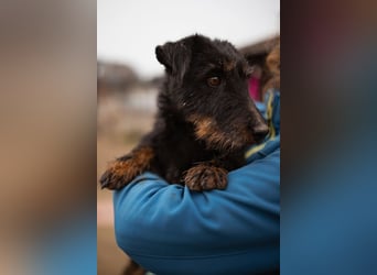 Dina ❤️ aktive, menschenbezogene Maus