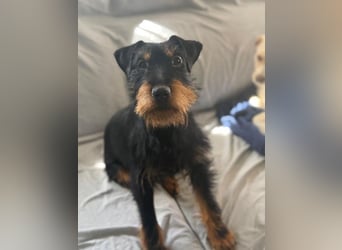Valeria - kleine Jagdterrier-Mix-Hündin sucht ihr Glück