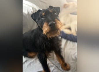 Valeria - kleine Jagdterrier-Mix-Hündin sucht ihr Glück
