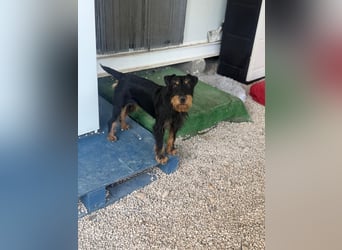 Valeria - kleine Jagdterrier-Hündin  sucht ihr Glück