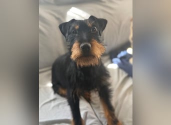 Valeria - kleine Jagdterrier-Mix-Hündin sucht ihr Glück