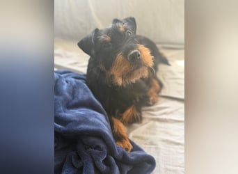 Valeria - kleine Jagdterrier-Mix-Hündin sucht ihr Glück