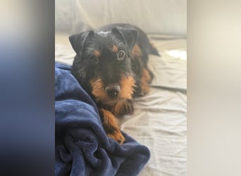 Valeria - kleine Jagdterrier-Mix-Hündin sucht ihr Glück