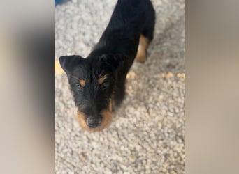 Valeria - kleine Jagdterrier-Mix-Hündin sucht ihr Glück